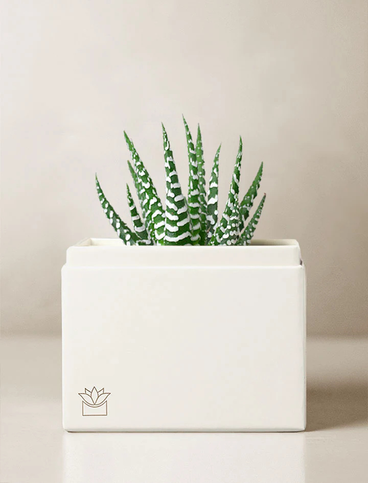 Unique Gift Ideas for clients